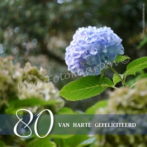 Gefeliciteerd Leeftijd - 80 jaar Hortensia